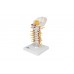 model kręgosłupa szyjnego człowieka - 3b smart anatomy - 1000144 [a72] 3b scientific modele anatomiczne 6